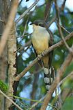 Mangrove Cuckooborder=